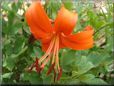 orange lily flower