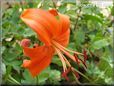 orange lily flower