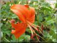 orange lily flower