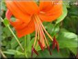 orange lily flower