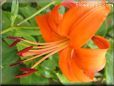 orange lily flower