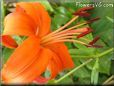 orange lily flower