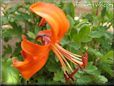 orange lily flower