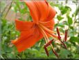 orange lily flower