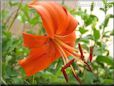 orange lily flower