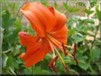 orange lily flower