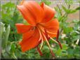 orange lily flower