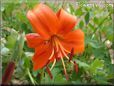 orange lily flower