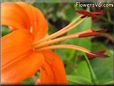 orange lily flower