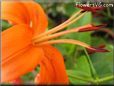 orange lily flower