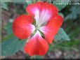 red white geranium flower
