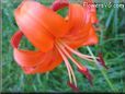 orange lily flower