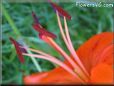 orange lily flower