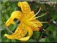 black yellow lily flower