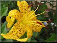 black yellow lily flower