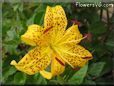 black yellow lily flower