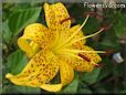 black yellow lily flower