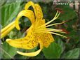 black yellow lily flower