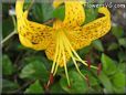 black yellow lily flower