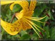 black yellow lily flower