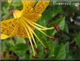 black yellow lily flower