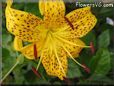 black yellow lily flower