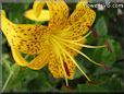 black yellow lily flower