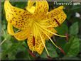 black yellow lily flower