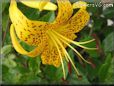 black yellow lily flower