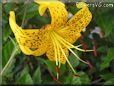 black yellow lily flower