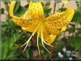 black yellow lily flower