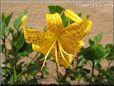 black yellow lily flower