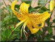 black yellow lily flower