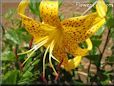 black yellow lily flower