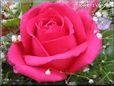 light red rose flower pictures