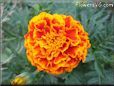 orange yellow red marigold