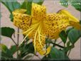 black yellow lily flower