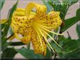 black yellow lily flower