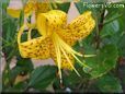 black yellow lily flower