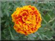 orange red marigold