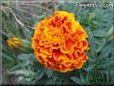 orange red marigold