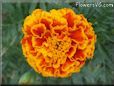 orange red marigold