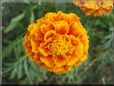 orange yellow red marigold