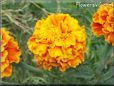 orange red marigold