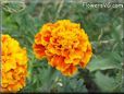 orange red marigold