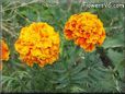 orange red marigold