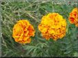 orange red marigold