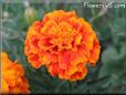 orange red marigold