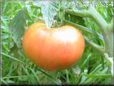 orange tomato