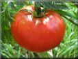 tomato garden plant picture